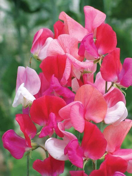 Хадича Ишкинина