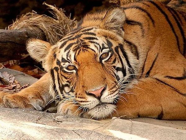 Алена Кутузова