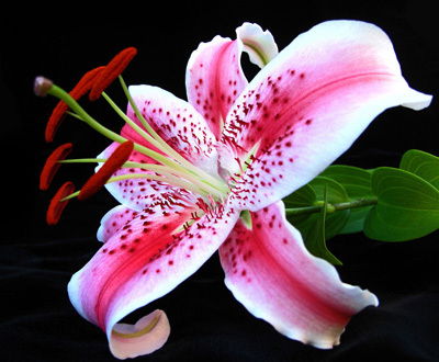 Екатерина Андреевна