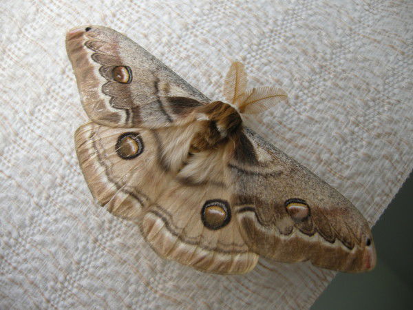 Андрей Коробчинский