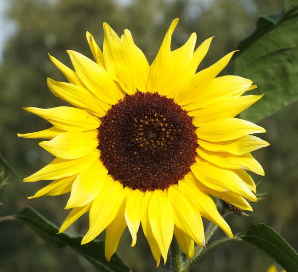 Ирина Коптина