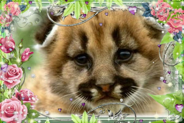 Ирина Лебединец