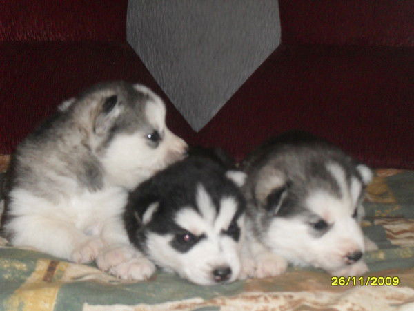 Лариса Мирза