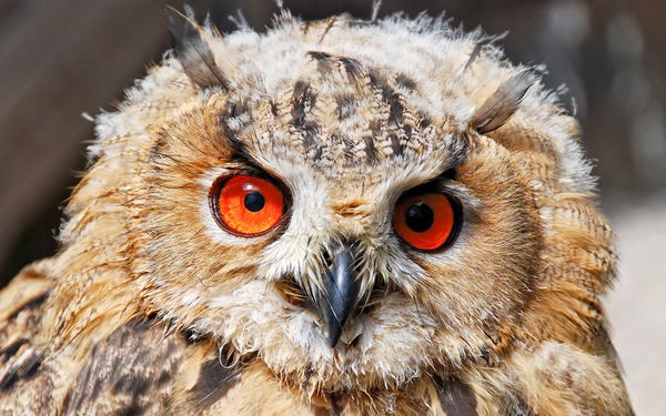 Алексей Фандеев