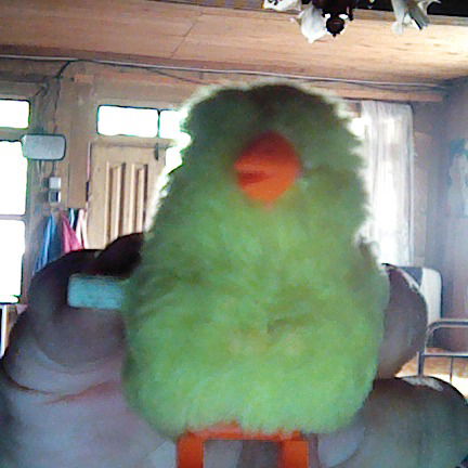 Тенго Гогохия