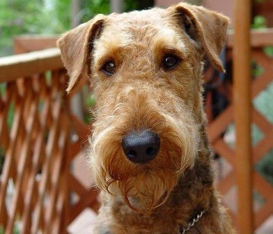 Юрий (Yury) Яковлев