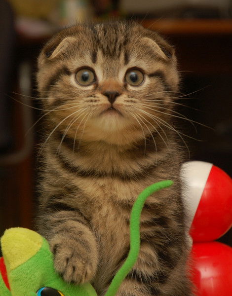 Наталья Синявина