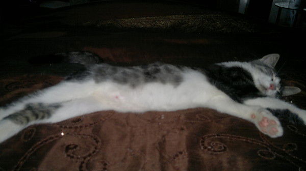 Александр Михайлов