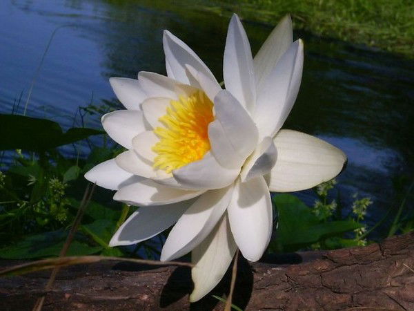 Народный Бульвар 81