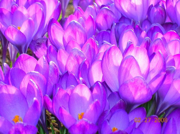 Наташа Силина