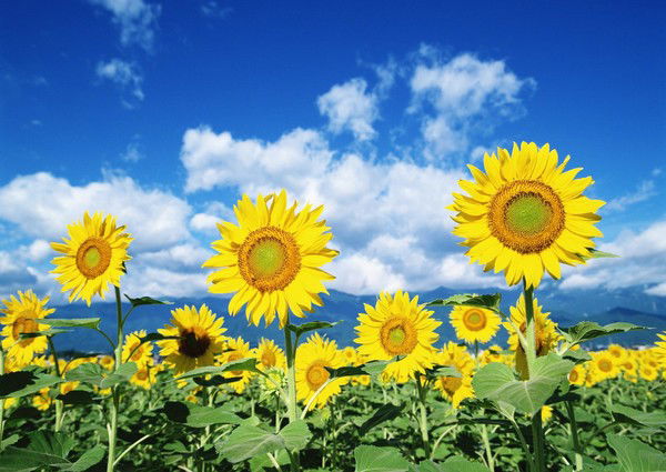 Олеся Горбатюк