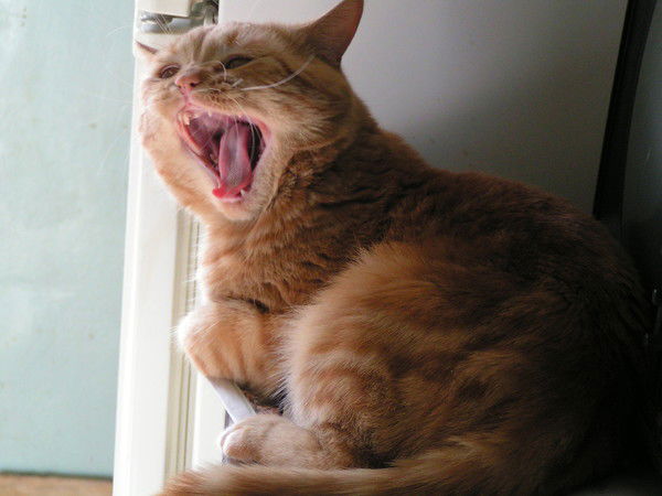 Вера Мельник