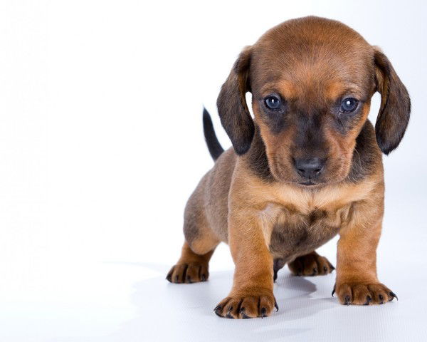 Анатолий Русалеев