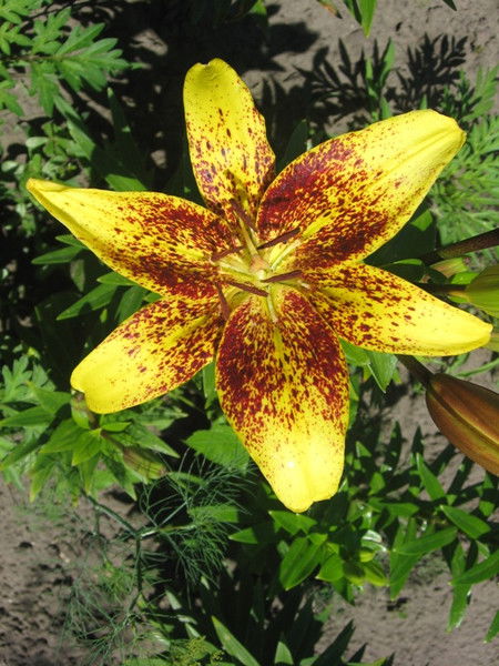 Раиса Головнёва