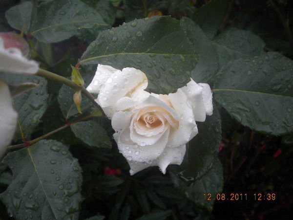 Алена Байкалова