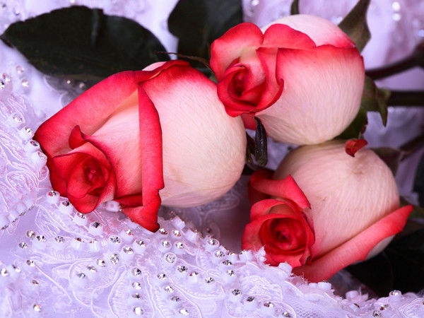 Надежда Панькова