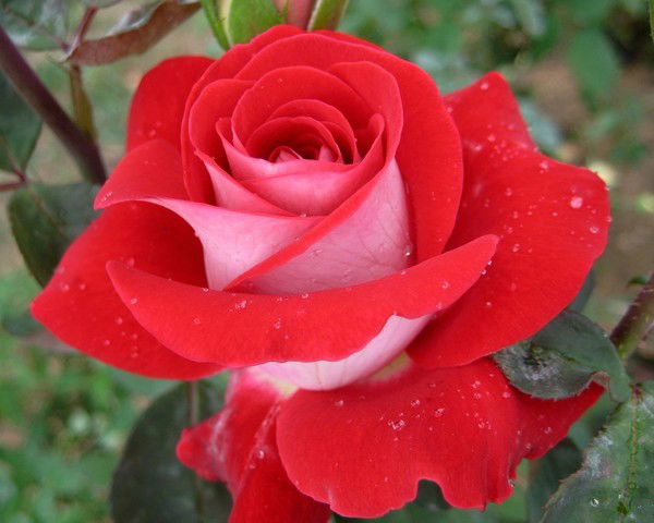 Наталия Михайлова