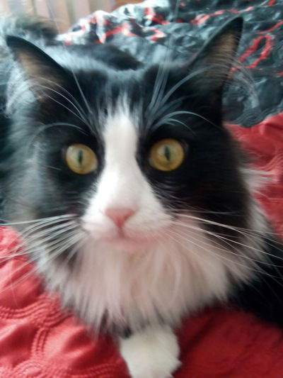 Дима Макаров