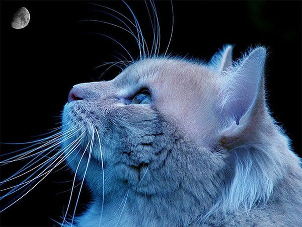 Синяя Звезда Afiginovy