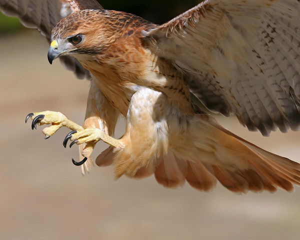 Бочкарев Олег