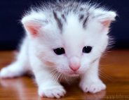 Жека Гуринчук