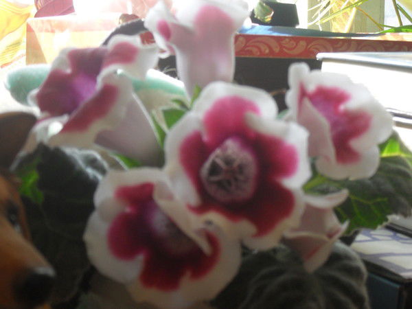 Светлана Капустина