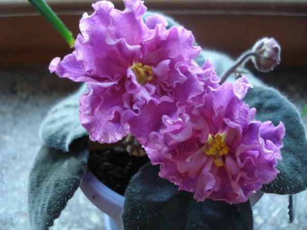 Светлана Олейник