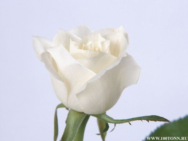 Umeda Sultonmamadova