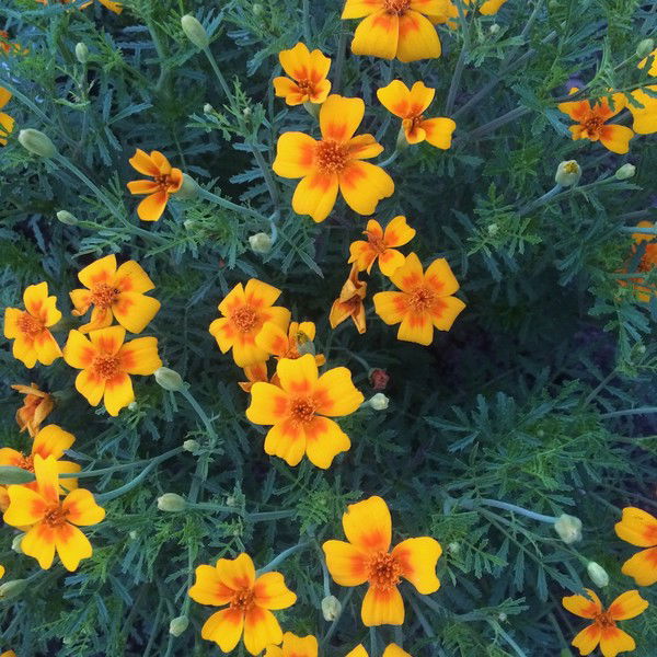 ***катерина ***