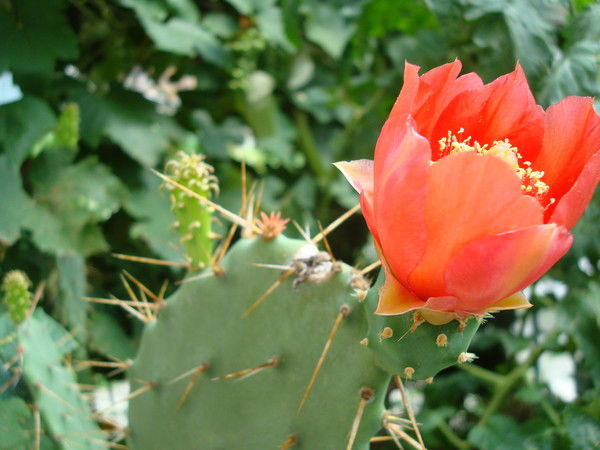 Михаил Гудков