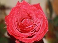 Евгения Казакова