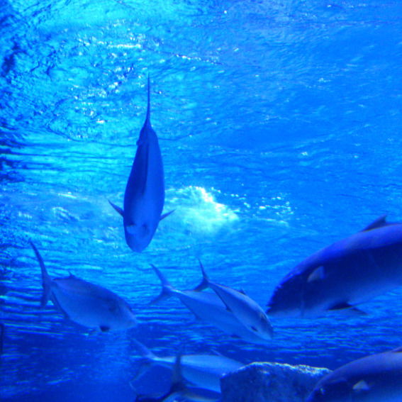 Айка Нуракова