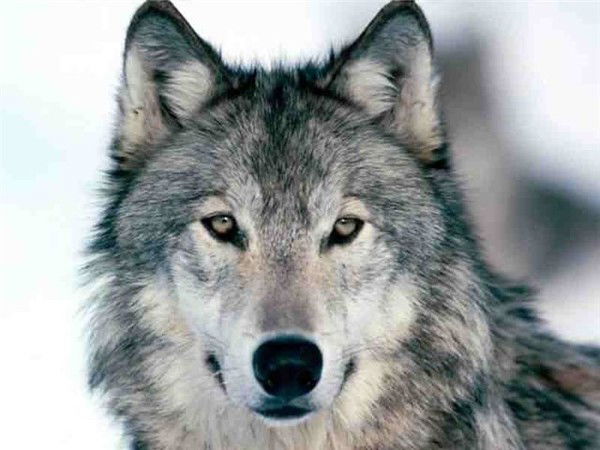 Денис Фадеев