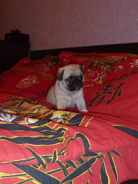 А Вот Нескажу