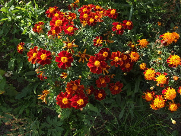 Мила Жаркова