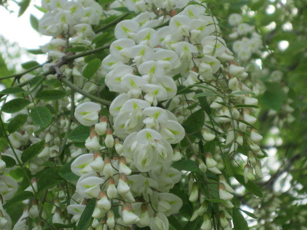 Екатерина Шерматова