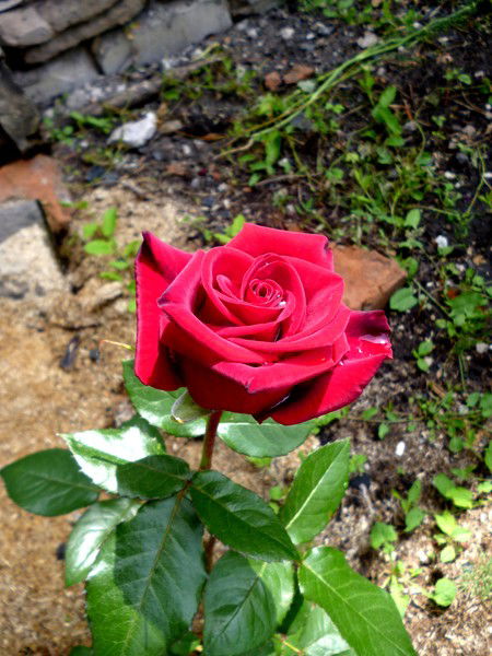 Галина Маргунова