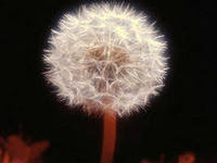 Надежда Шелаева