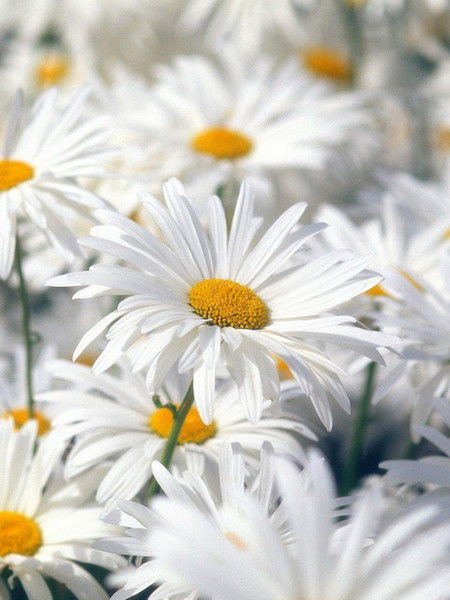 Настёна Мицук