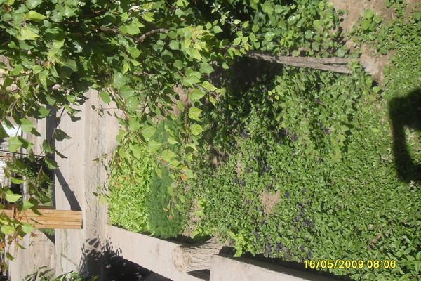 Азат Раджапов