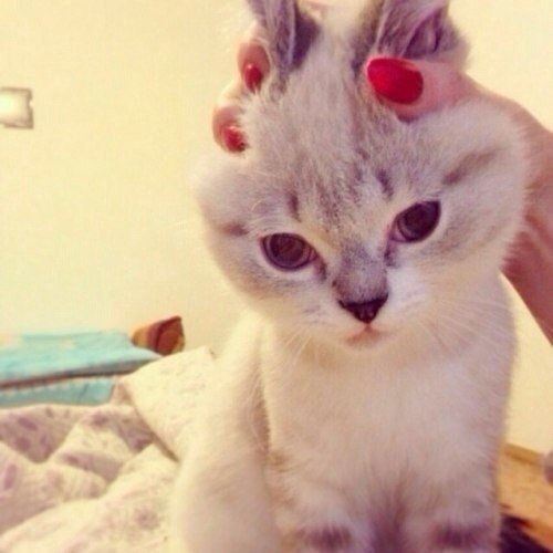 Лейла Асадуллаева