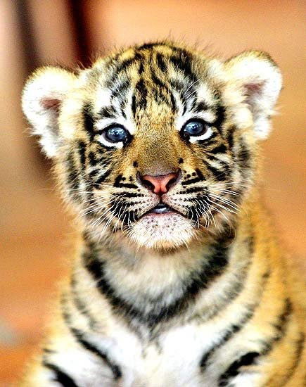 Ольга Сафонова