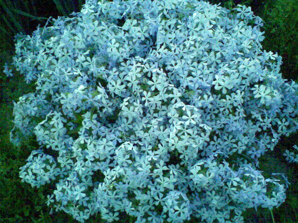 Светлана Костина