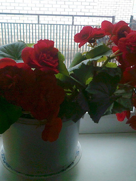 Нурия Караметдинова