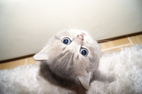 Ирина Королева