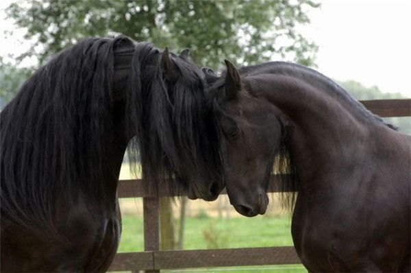 Екатерина Димова