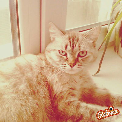 Анна Лаюкова