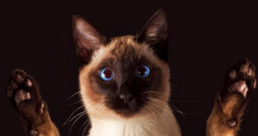 Владимир Юркин