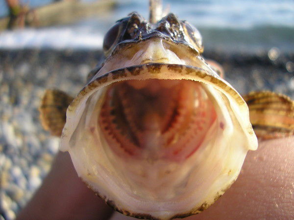 Наталья Макарова