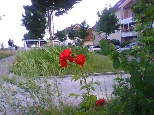 Фёдор Краузе